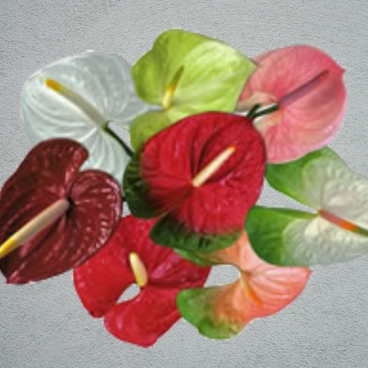 Anthurium Mixed Colours (4 Stems)