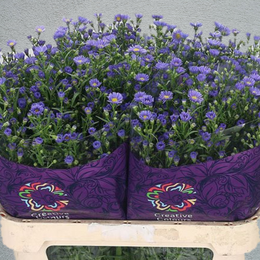 Aster Casamare Purple (70-80cm)