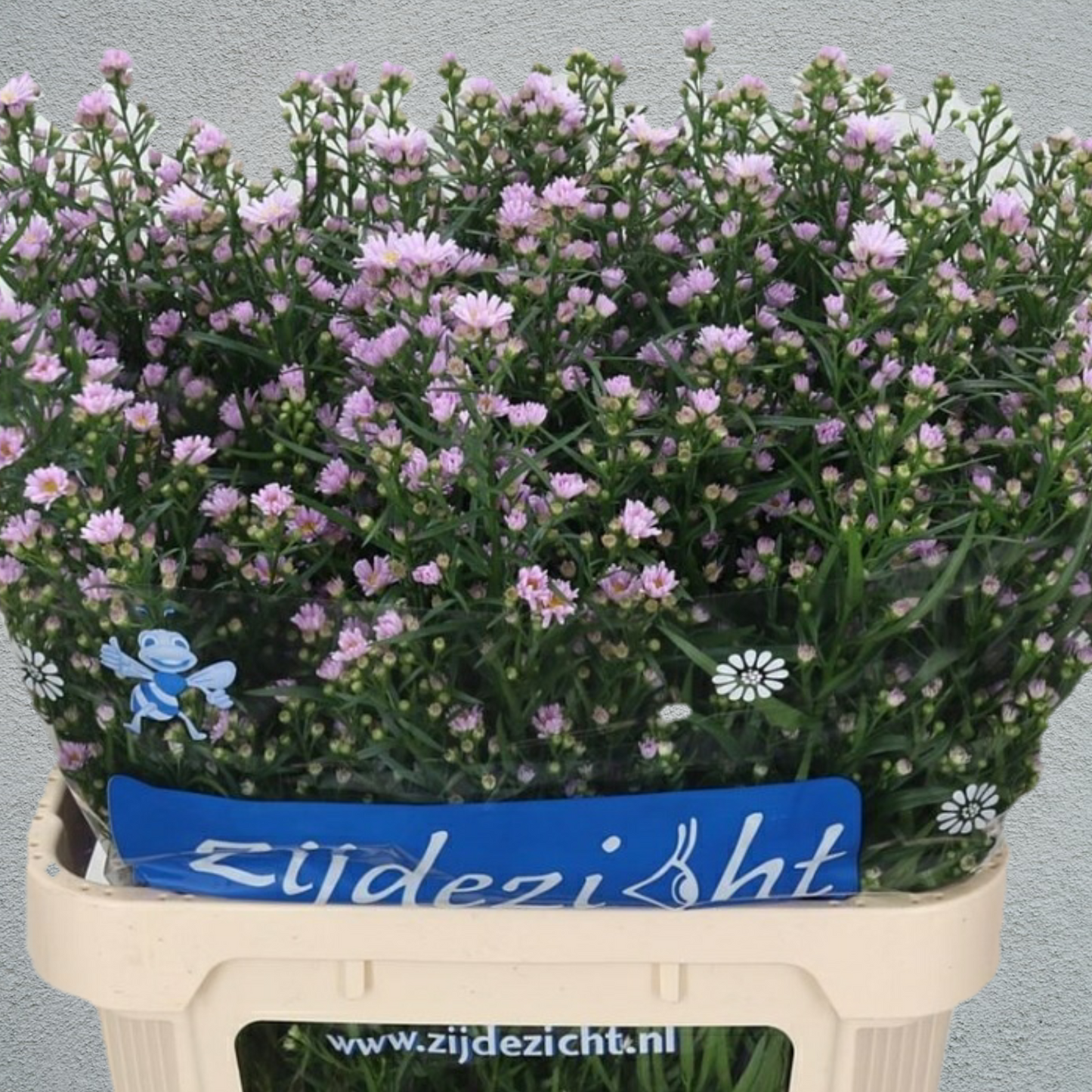 Aster Claudia Pink (70-80cm)