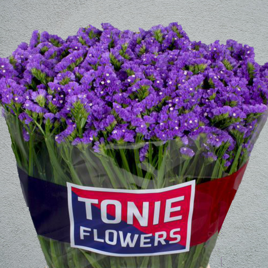 Limonium Statice Purple (×5 Stems) (60cm)