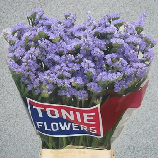 Limonium Statice Lavender (×5 Stems) (60cm)