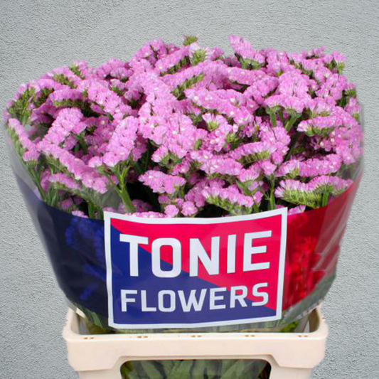 Limonium Statice Pink (×5 Stems) (60cm)