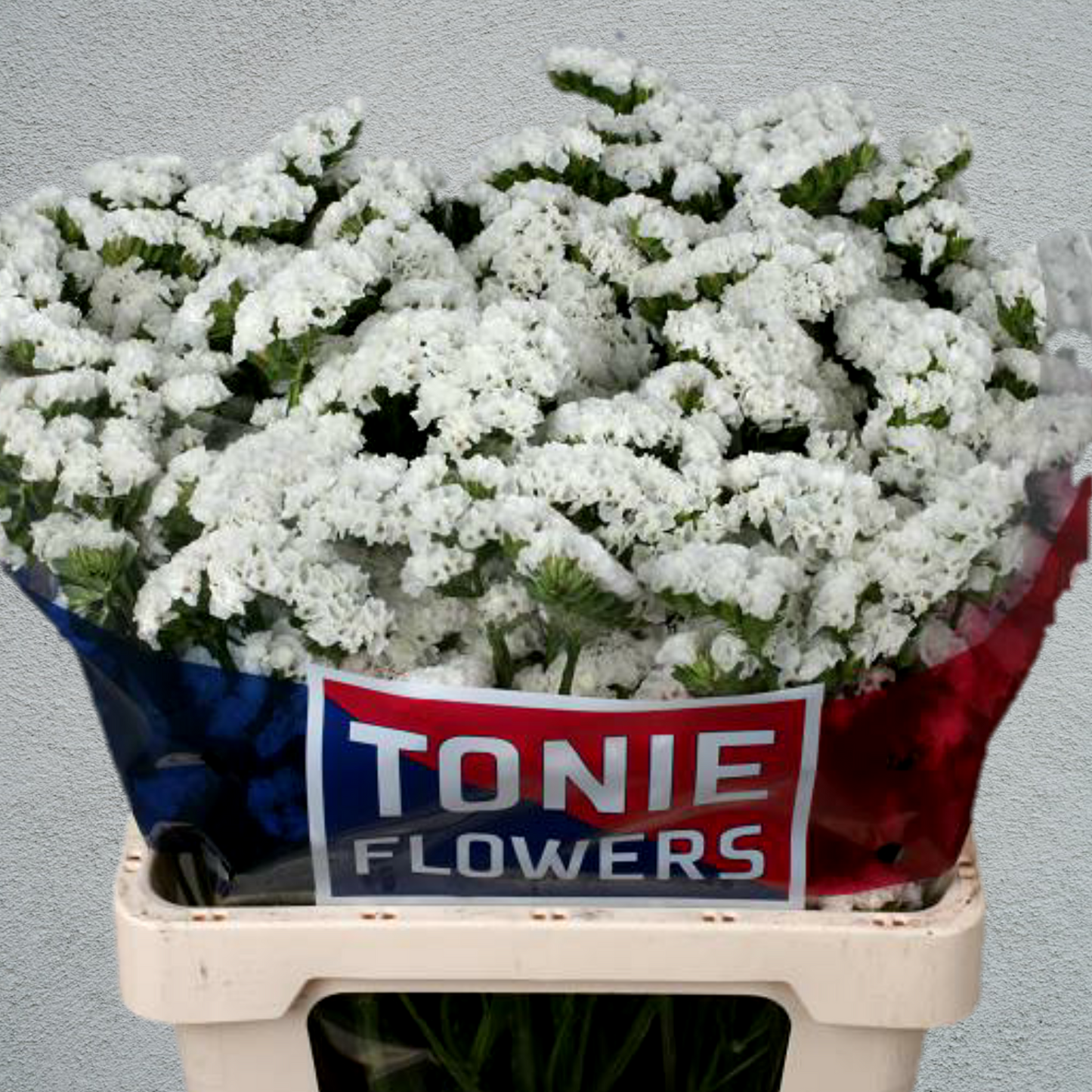 Limonium Statice White (×5 Stems) (60cm)