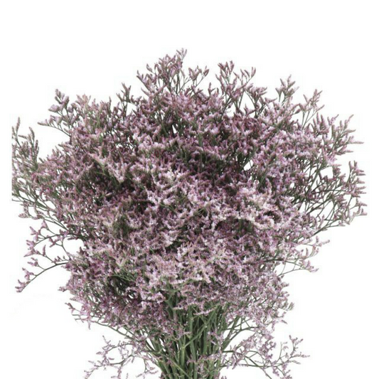 Limonium Fine Lilac (×5 Stems) (60cm)