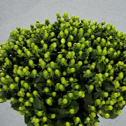 Hypericum Coco Bamboo (50-60cm) (10 Stems)