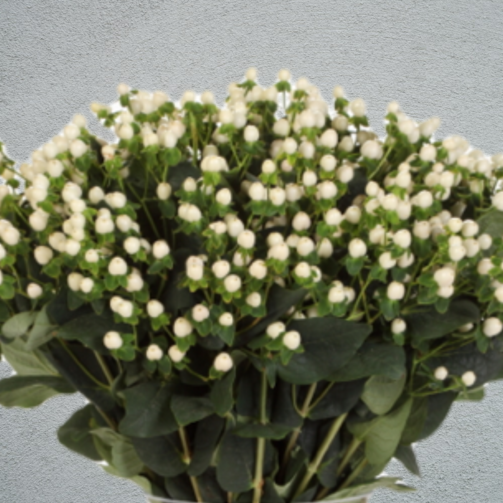 Hypericum Coco Rio Hypericum Coco Uno (50-60cm) (10 Stems) – NS Flowers Webshop