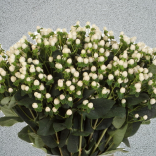 Hypericum Coco Uno (50-60cm) (10 Stems)