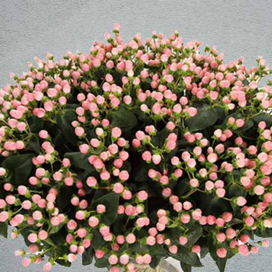 Hypericum Coco Casino (50-60cm) (10 Stems)