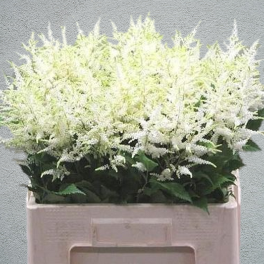 Astilbe Washington (10 Stems) (55cm+)