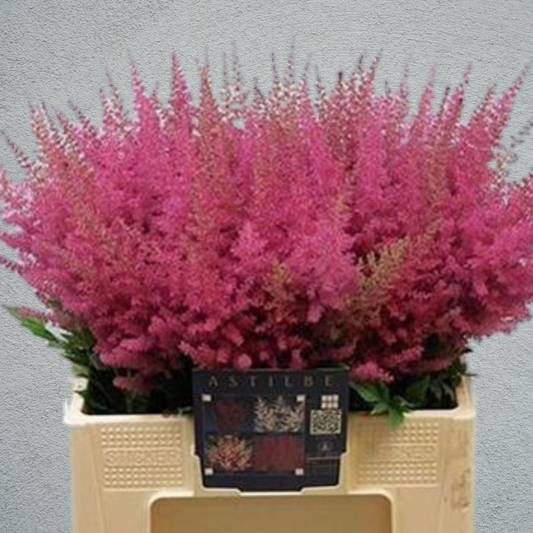 Astilbe Else Schluck (10 Stems) (60cm+)