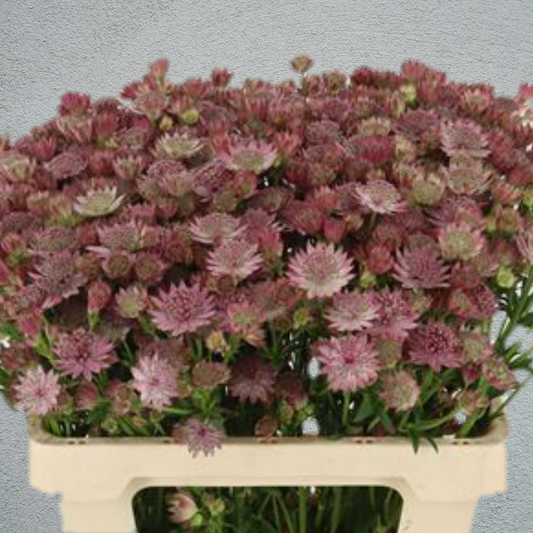 Astrantia Roma (10 Stems) (50-60cm)