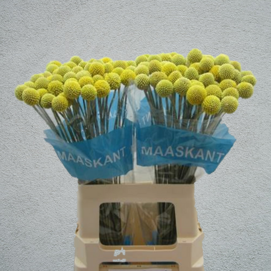 Craspedia Paintball Pop (10 Stems) (60cm+)