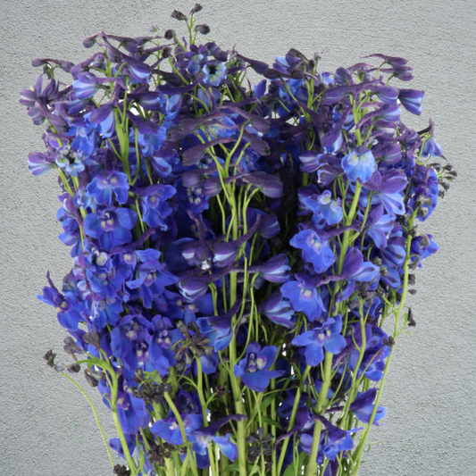 Delphinium Donna (10 Stems) (50-60cm)