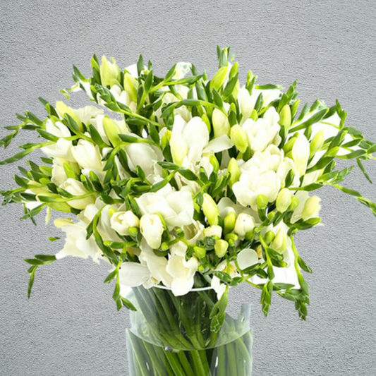 Freesia Corvette White (10 Stems) (50cm)