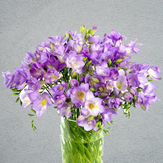 Freesia Delta River Purple (10 Stems) (50cm)