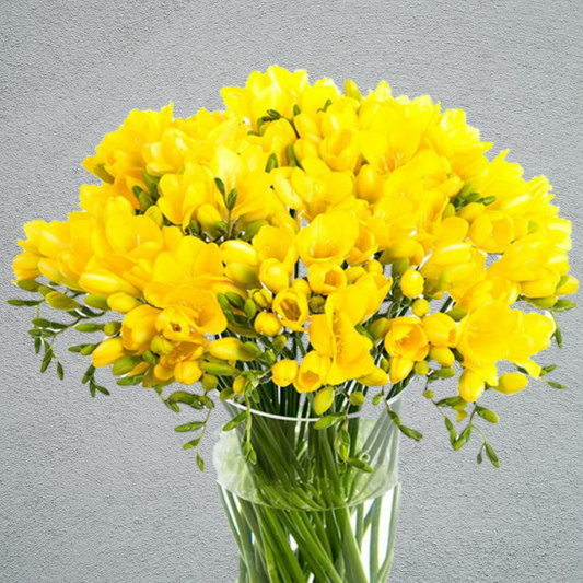 Freesia Yellow (10 Stems) (50cm)