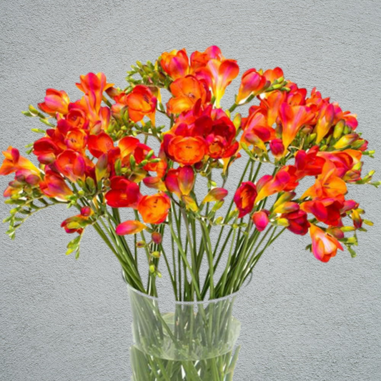 Freesia Red (10 Stems) (50cm)