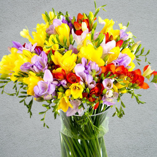 Freesia Variable Mix (40 Stems) (50cm)