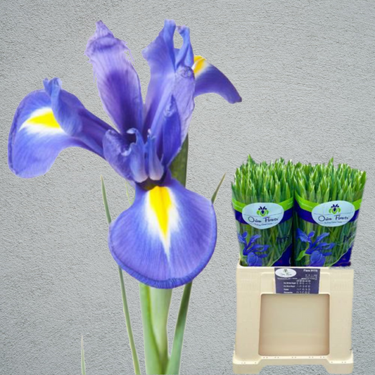 Iris Blue Magic (60cm)