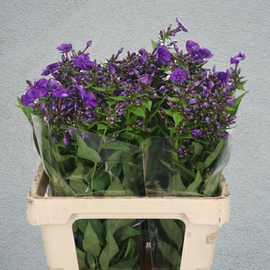 Phlox Crissy Purple (50-60cm) (10 Stems)