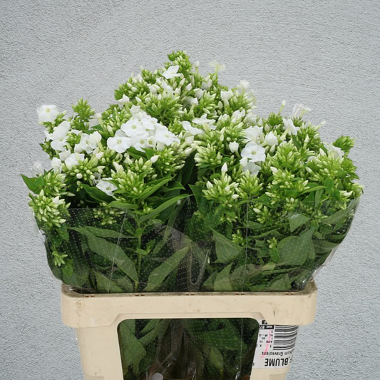 Phlox Snowy White (60cm) (10 Stems)