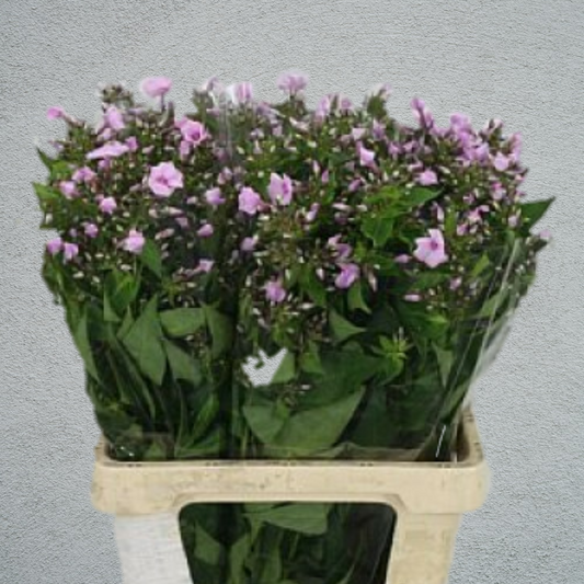 Phlox Sweet Lexy Pink (50-60cm) (10 Stems)