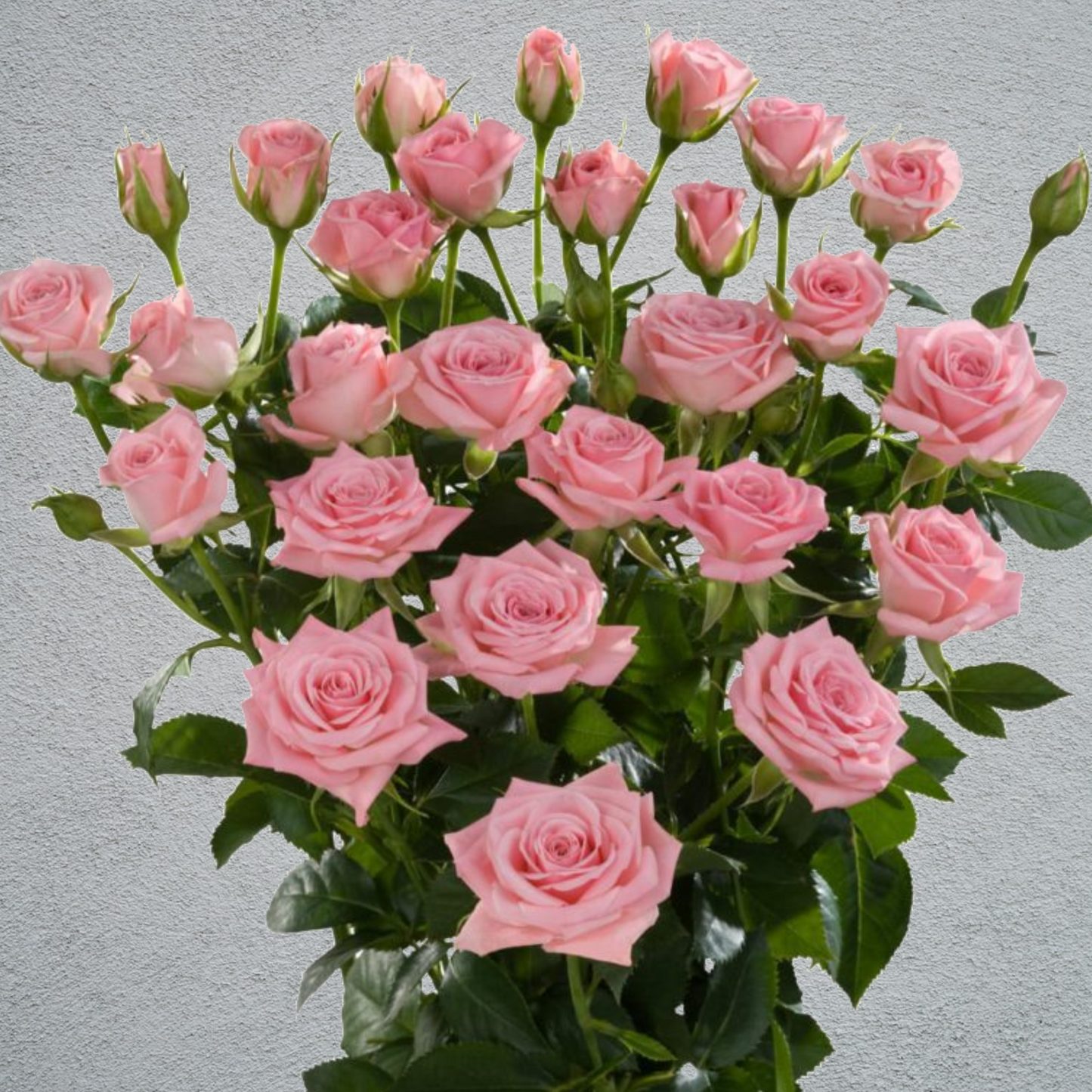Rose Spray Odilia (5 Heads Per Stem) (×10 Stems) 50-60cm