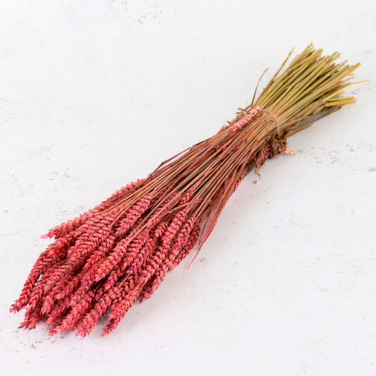 Dried Wheat Strong Pink (100+ Stems)
