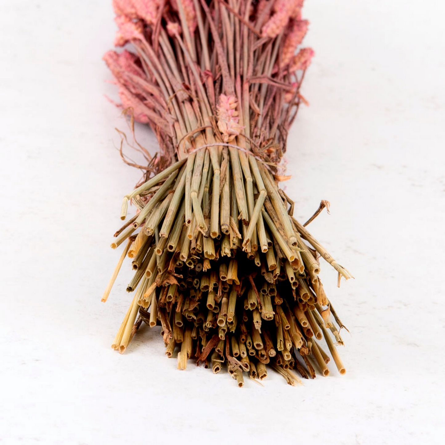 Dried Wheat Strong Pink (100+ Stems)