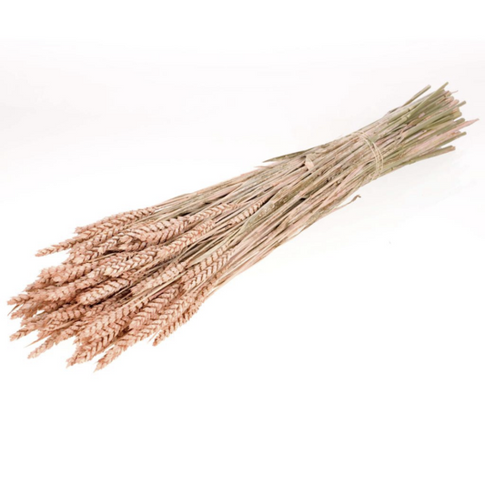 Dried Wheat Pale Coral (100+ Stems)