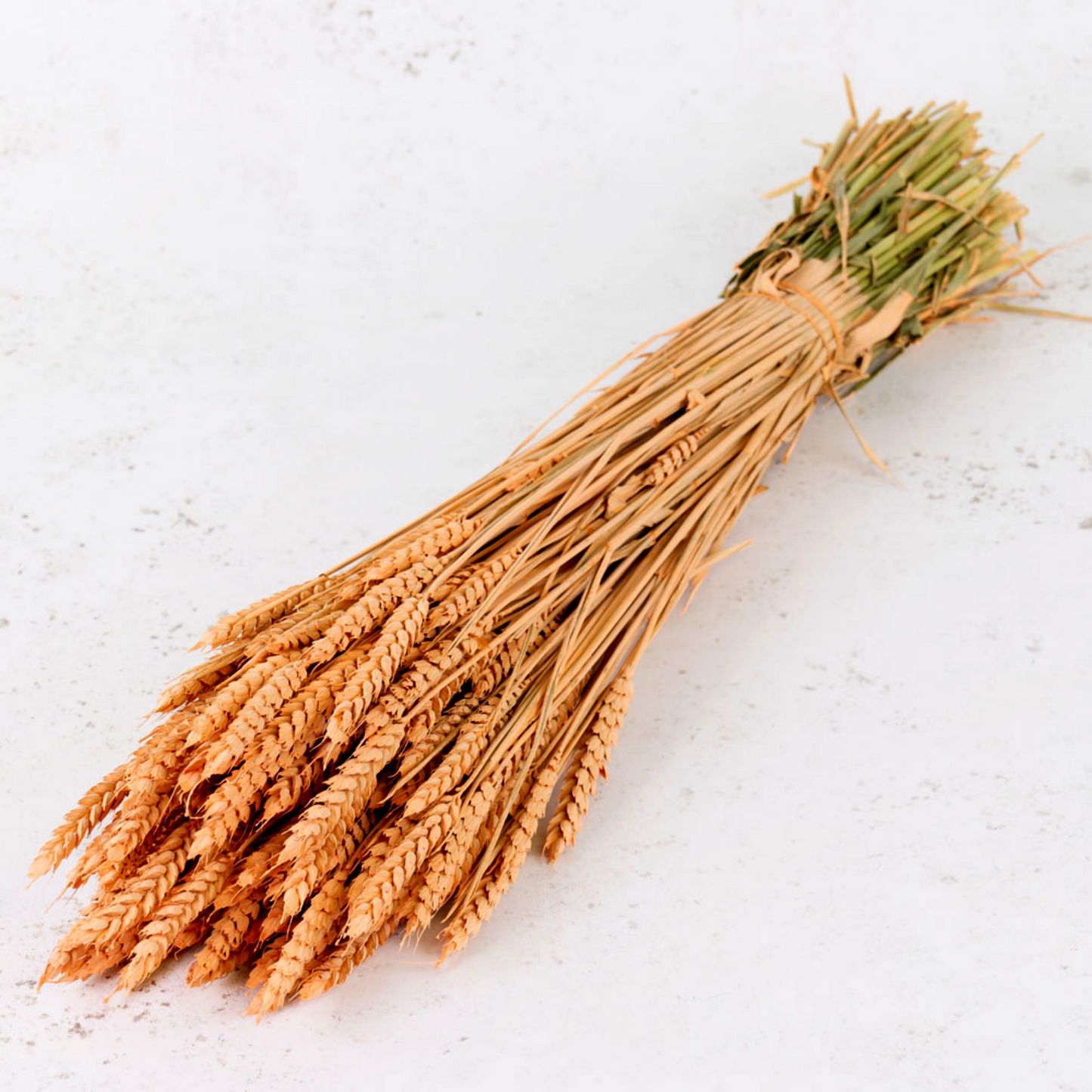Dried Wheat Orange (100+ Stems)