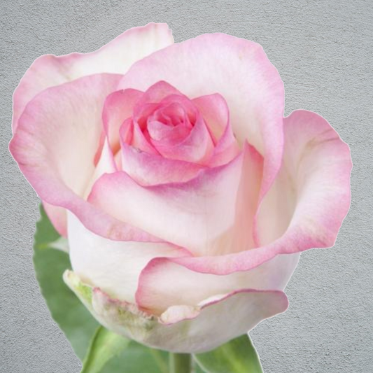 Rose Jumilia (×10) 50-60cm