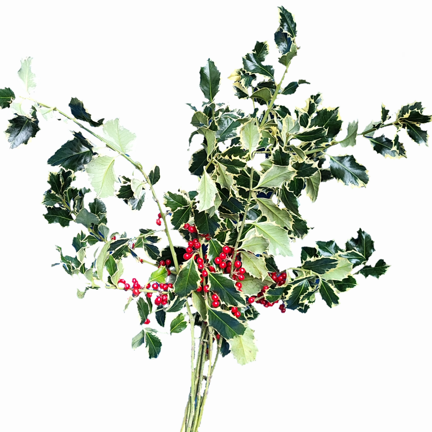 Red Berry Variegated Holly Bunch