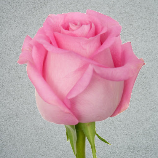 Rose Revival (×10) (50-60cm)