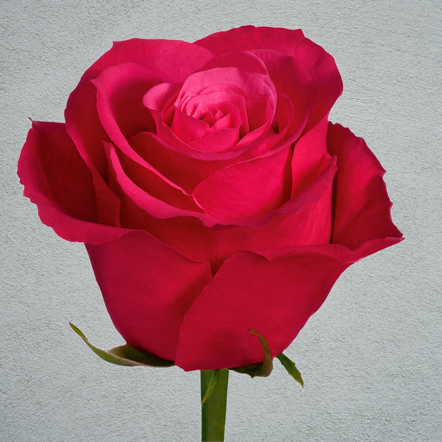 Rose Cherry O! (×10) 50-60cm