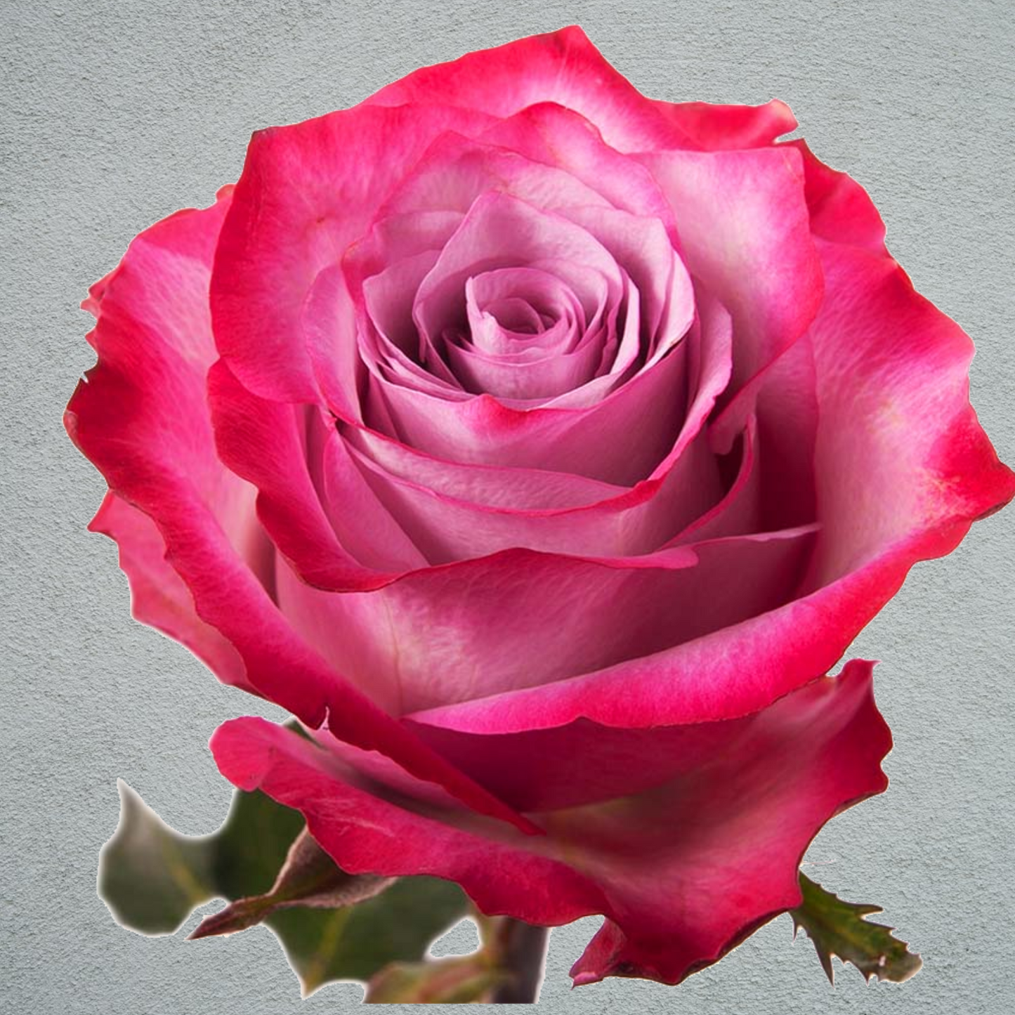 Rose Deep Purple (×10) 50-60cm