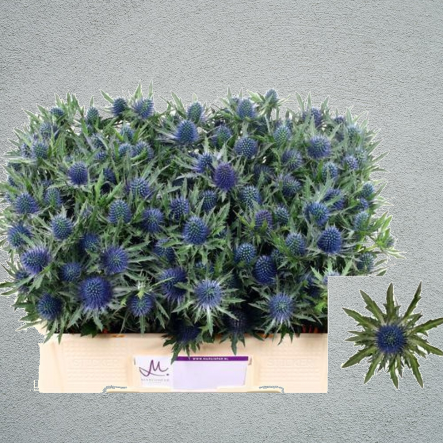 Eryngium (×10 Stems) (50cm)