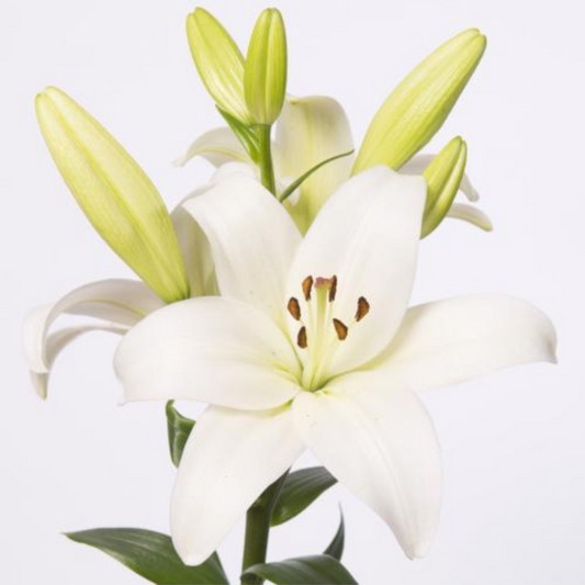Lily Asiatic White 80-90cm (10 Stems)