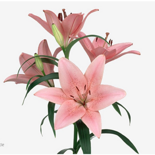 Lily Asiatic Pink 80-90cm (10 Stems)
