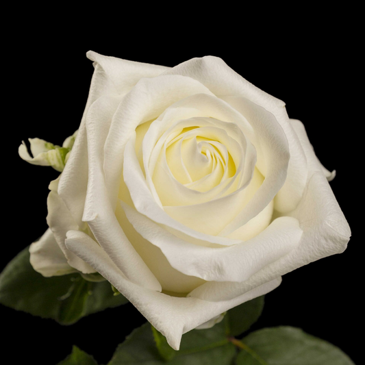 Rose Noelia (×10) 50-60cm