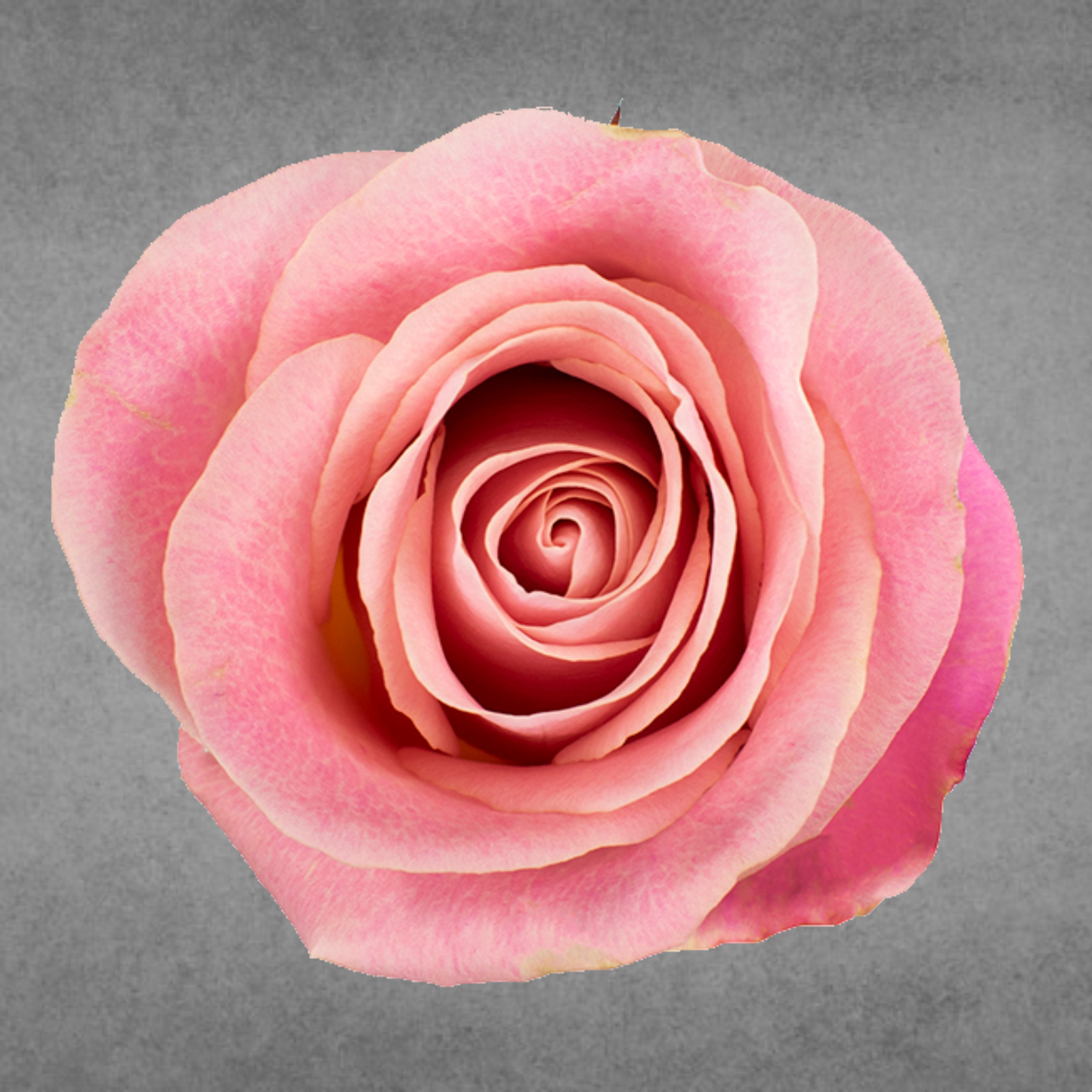 Rose Hermosa (×10) 50-60cm