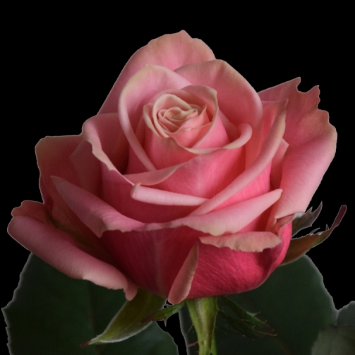 Rose Coral/Peach Adele (×10) 60cm