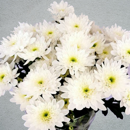 Chrysanthemum White Double Basing Flowers For Funeral Tributes (65cm)(×5 Stems)(70g)
