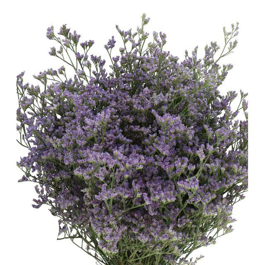 Limonium Fine Purple (×5 Stems) (60cm)