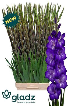 Gladiola Flora Violet (10 Stems) (90cm+)
