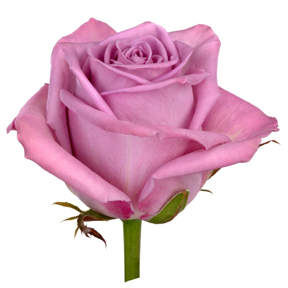Rose Nayeli (×10) 60cm