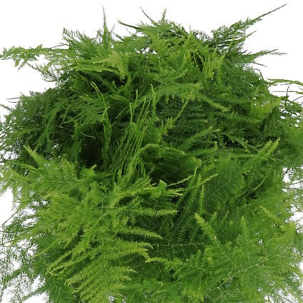 Asparagus Fern (×5 Stems) (80cm)