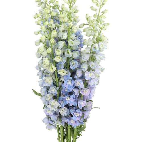 Delphinium Double Guardian Lavender (10 Stems) (60-70cm)