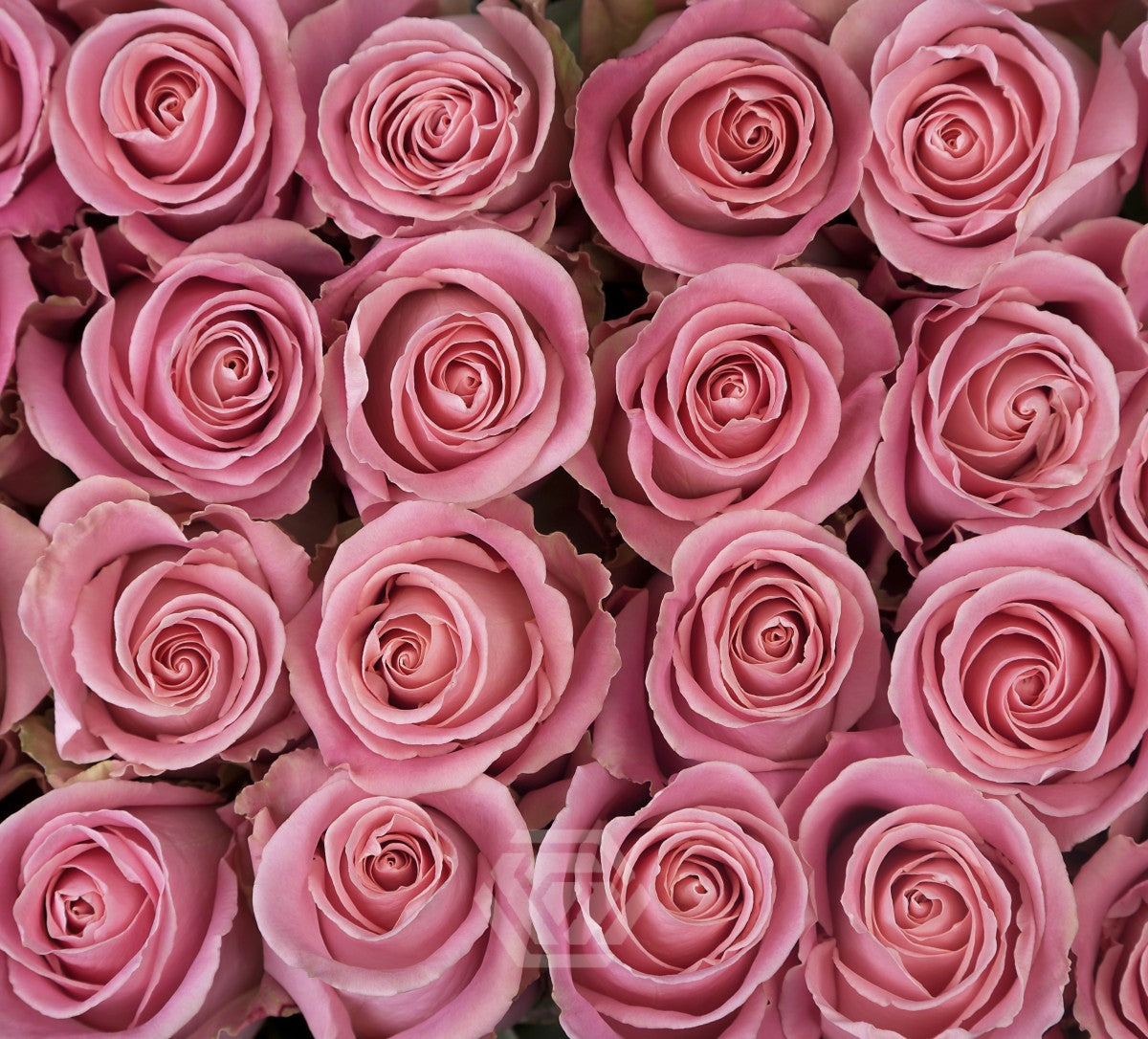 Rose Hermosa (×10) 50-60cm