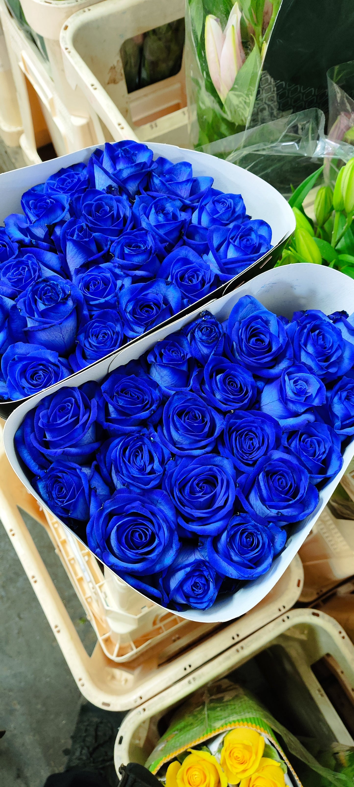 Rose Dyed Blue(×10) 60-70cm